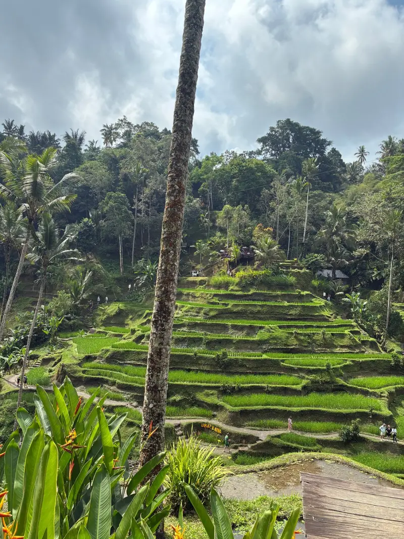 Tegallalang Rice Terraces - Gallery 1